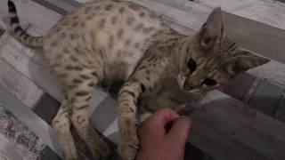 Pettingstressing“harassing” again our lovelyfunny Savannah F1 cat Fee [upl. by Anos]