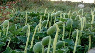 Squirting Cucumber Plant Exploding in Nature with Slow Motion Time Lapse [upl. by Gnes]