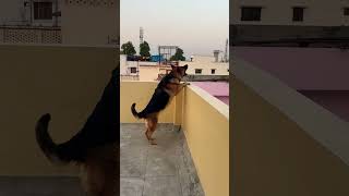 German Shepherd dog barking  gsd dog barking  dog barking  puppy barking [upl. by Blancha]