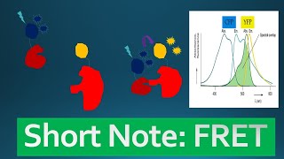 FRET Fluorescence Resonance Energy Transfer  quotShort Note  2minsquot [upl. by Assiar]