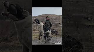 Boyka central asian Shepherd dog alabai centralasianshepherddog foryou video viral viralvideo [upl. by Ardua]