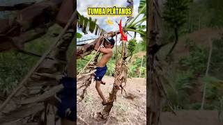 Tutorial Como Tumbar Plátanos 🍌 [upl. by Noelani174]