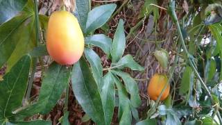 Passiflora caerulea from flower to fruit [upl. by Lenrow]