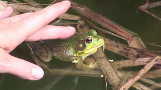 DIY PondPart 6Building HibernaculumA Wildlife HabitatOrganicNutural Pest Control for the Garden [upl. by Isyak934]