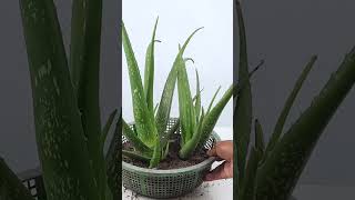 Beneficios del aloe vera para la cara Puedes aplicarlo sobre tu piel directamente Durante miles de años la gente lo ha utilizado como tratamiento para la curación de la piel y el estreñimiento Está enriquecido con vitamina A vitamina E betacaroteno y es una solución integral para casi todos los problemas de la piel El aloe vera hace que la piel sea más tersa y flexible Contiene un 98  de agua que hidrata calma e hidrata la piel con un efecto refrescante Su efecto antiinflamatorio y ant [upl. by Delanos]