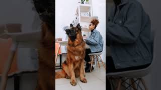 German Shepherd Dog سلالاتالكلاب shortsfeed dogbreed shortshorts viral video shortsbeta [upl. by Anik]