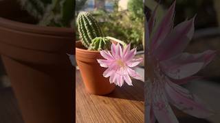 LOOK AT THIS BEAUTIFUL ECHINOPSIS CACTUS FLOWER AMAZING cactus plants nature [upl. by Hosea528]