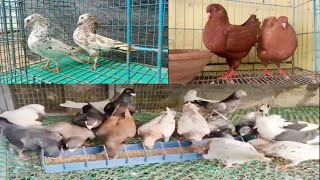 Modena PigeonMukhi kabootarStripper AlmondSaddle Homerkabutar viralvideo [upl. by Ahusoj]