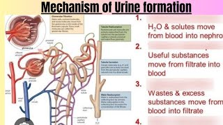 Mechanism of Urine formation [upl. by Amzu542]