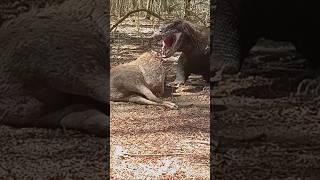 Komodo ambush deer wildlife komodo animals komodonationalpark shortvideo [upl. by Yanehs]