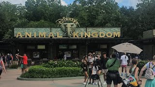 IS ANIMAL KINGDOM DISNEY WORLD ORLANDO WORTH THE MONEY  DEFINITELY [upl. by Soma]