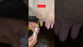 ساڑو کا شافیِ علاج  Mastitis treatment  cefeximine L spraymastitis animals vet cow farming [upl. by Shreeves]