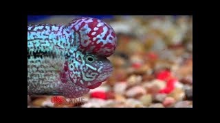 Flowerhorn Jenis Ikan Louhan yg Harus Kamu Ketahui PART02 [upl. by Euphemia]