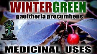 Wintergreen A MINTY FRESH BLOOD TONIC Gaultheria procumbens Identification and Medicinal Uses [upl. by Eybbob]