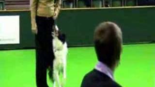 Crufts 2007  Obedience Championship  Jackie amp Tally  full round [upl. by Llednahc515]