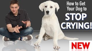 How to Get Your Puppy To Stop Crying and Whining [upl. by Busch]