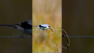 Why is this bird trapping the snake in its sharp thorns shorts [upl. by Elsinore]