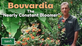 Bouvardia The “Nearly Constant Bloomer” [upl. by Spillihp576]