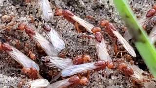 Solenopsis geminata nuptial flight [upl. by Ahsimal]