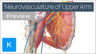 Arteries veins and nerves of the upper arm and shoulder preview  Human Anatomy  Kenhub [upl. by Narayan]