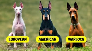 DOBERMAN PINSCHER TYPES  3 TYPES OF DOBERMANNS [upl. by Seyah]