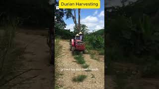 Durian Harvesting gardening garden farming [upl. by Nniroc]