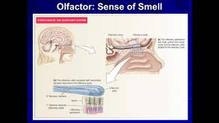 28 4 2020 Physiology Olfaction Sense of smell [upl. by Elijah]