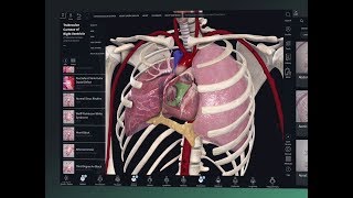 Getting Started with Complete Anatomy [upl. by Sivar]