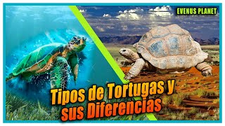 Tipos de Tortugas y sus Características Tortuga de Tierra Tortuga de Agua Dulce y Tortuga Marina [upl. by Christianna]