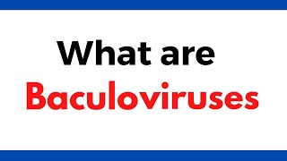 What are baculoviruses  Baculovirus vectors  Insect viruses [upl. by Rihat556]