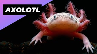 Axolotl 🦄 One Of The Cutest And Most Exotic Animals In The World shorts [upl. by Sirama612]