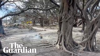 Maui wildfire burns beloved 150yearold banyan tree [upl. by Darmit]