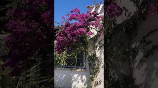 Pruning the Bougainvillea timelapse garden bougainvillea pruning rustic [upl. by Doomham]