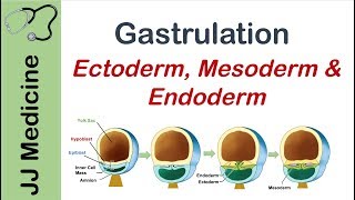 Gastrulation  Formation of Germ Layers  Ectoderm Mesoderm and Endoderm [upl. by Meijer]