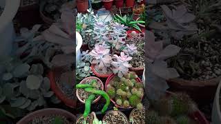 Succulent plant succulents plants cactus propagation homegarden tips care [upl. by Ayaros]