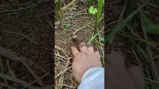 Myoga ginger sa garden vegetables plants shortsvideo [upl. by Henke]