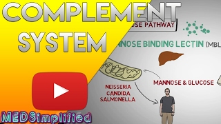 Complement System Made Easy Immunology Classical Alternate amp Lectin pathway [upl. by Quinton248]