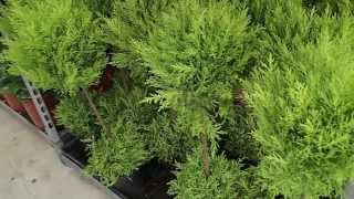 Cupressus macrocarpa ´Gold Crest´ [upl. by Yellas]