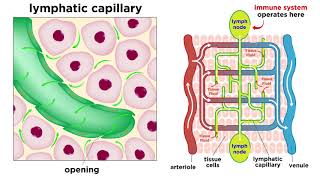 The Circulatory System Part 3 The Lymphatic System [upl. by Cowey331]