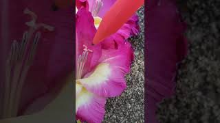 Plant flower anatomy and fertilization  gladiolus [upl. by Azeel]