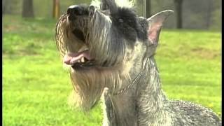 Standard Schnauzer  AKC Dog Breed Series [upl. by Adirf]