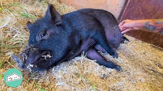 Pregnant Pig Makes A Nest For Her 8 Babies  Cuddle Buddies [upl. by Ama]