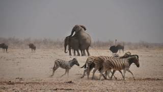 Zebras and elephants at the M’Bari waterhole in Etosha national park  Namibia [upl. by Ihana]