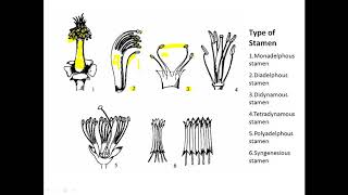 Botany  Types of Stamens [upl. by Madeline357]