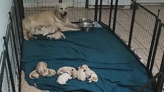 Setting up a new area for the puppies 1 week and almost 2 week old puppies [upl. by Apgar]