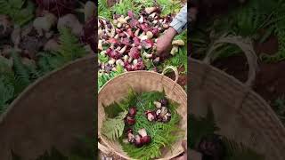 Picking Fresh Wild Mushroom countryside [upl. by Jennie785]