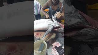 Big Vella Katta fish 🐟 short cut cutting kerala stylereels [upl. by Octavus314]