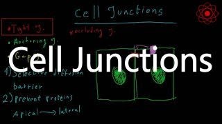 Cell Junctions Introduction types and functions [upl. by Acie199]