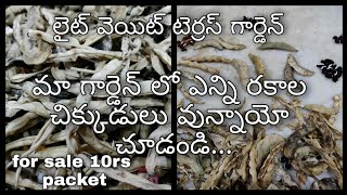 Lightweight terrace garden ma garden lo enni rakala chikkudu lu vunnayo chudandi [upl. by Nishi]