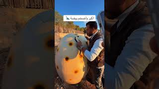 ضحك اكسبلور دويتو funny تيكتوك travel light love animals ترند ديناصور بيضه [upl. by Ahsemed]